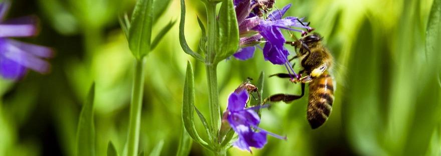 Anise Hyssop and Bee